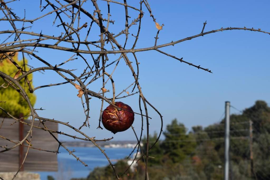 Ferienwohnung Ολόκληρος Όροφος Αγροτική Οικία Néos Pírgos Exterior foto