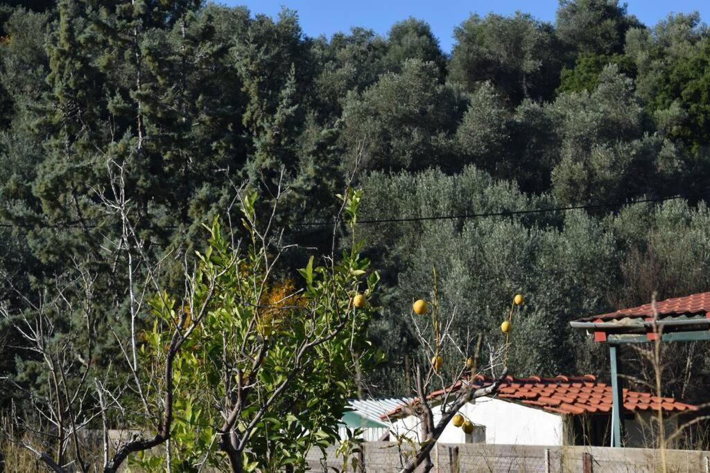 Ferienwohnung Ολόκληρος Όροφος Αγροτική Οικία Néos Pírgos Exterior foto